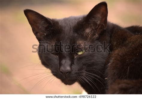 Domestic Black Cat Looking Back Mid Stock Photo 698726122 Shutterstock