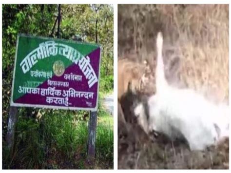 Vtr The Tiger Took The Cow In Its Jaws Panic In The Area Due To Video Photo Going Viral Forest