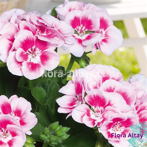 pelargoniya-zonalnaya-pac-flower-fairy-white-splash | Flora Altay
