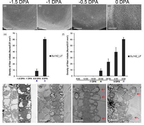 The Phenotype Of Ovule Epidermis Of Xu Lf Line During Fibre