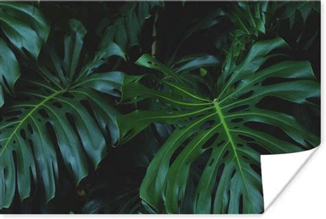 Poster Monstera Bladeren Tropisch Jungle X Cm Bol