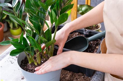 Trasplante De Plantas Dom Sticas Cubiertas De Vegetaci N Suculenta