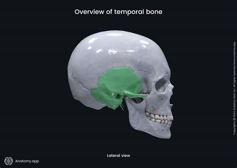 Overview Of Temporal Bone Media Library Anatomy App Learn Anatomy