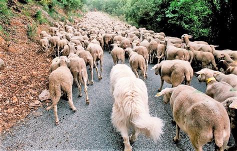 Fête de la Transhumance à Saint Etienne de Tinée arrière pays NISSART