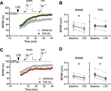 Figures And Data In Sex Dependent Effects Of In Utero Cannabinoid Exposure On Cortical Function