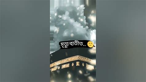 হে আল্লাহমৃত্যুর পর আমাদের সকল মুসলিমকে জান্নাত নসিব করুন😭আমিন🤲🏻 Youtube