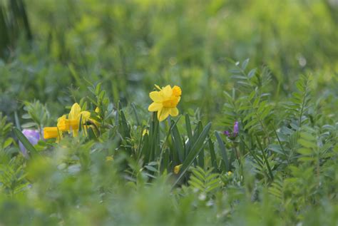 春の野原に咲く花 By パンケーキ （id：12293046） 写真共有サイト Photohito