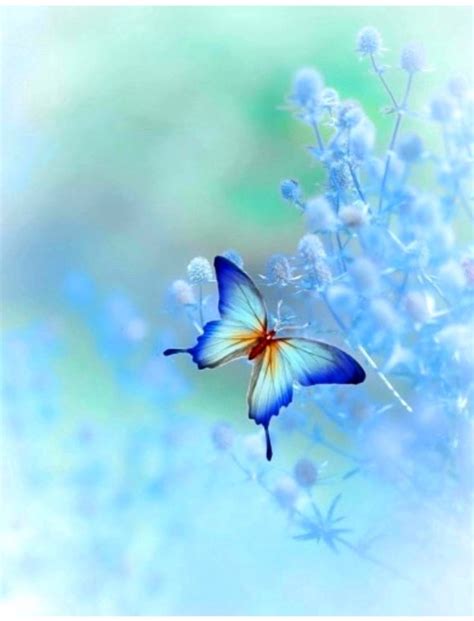 Pin By Cheryl Hehe Saunders On Butterflies Wallpaper Nature