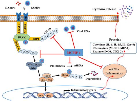 Frontiers Monocyte Chemotactic Protein Induced Protein 1 Mcpip 1 A