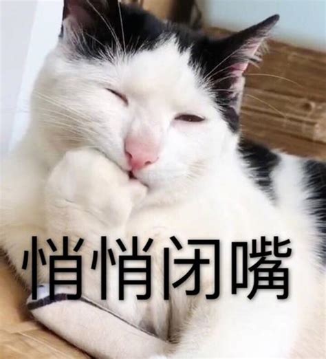 猫咪一直张嘴闭嘴的表情包（猫咪一天到晚嘴叭叭表情包） 奇酷啦！