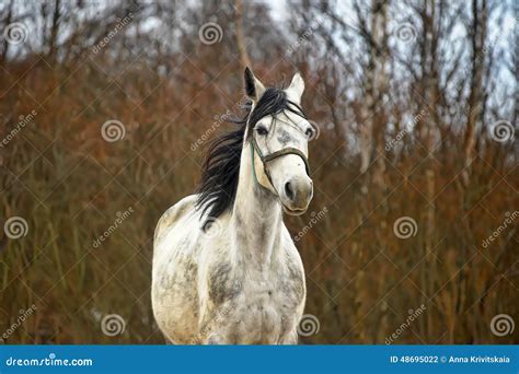 White Horse with Black Mane Stock Photo - Image of freedom, grey: 48695022