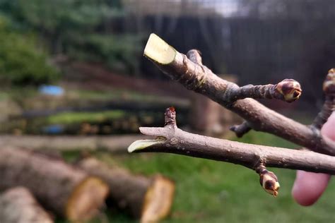 From Scion to Success: How Apple Tree Grafting Can Boost Your Fruit Production