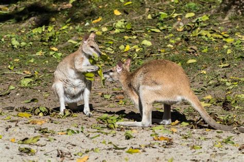 The Agile Wallaby, Macropus Agilis Also Known As The Sandy Wallaby ...