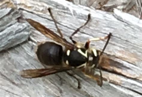 Bald Faced Hornet Sting Essential Facts And Remedies Whats That Bug