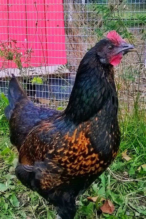 614 best images about Brown egg laying chicken breeds on Pinterest ...