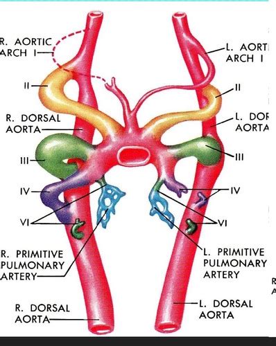 Peds Week Vascular Embryology Flashcards Quizlet