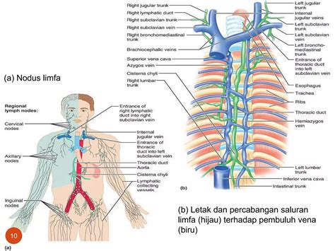 sistem limfatikppt