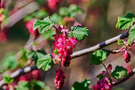 Flowers Of A Currant Bush In The Sunshine Stock Image Image Of Bush