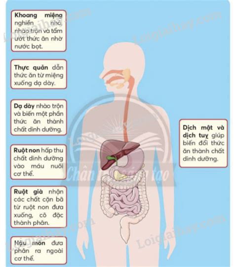 Cấu Tạo Và Chức Năng Của Hệ Tiêu Hóa Quá Trình Tiêu Hóa ở Người