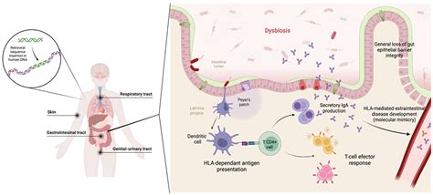 Biomedicines Free Full Text Complex Interactions Between The Human