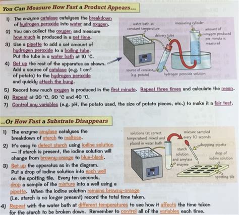 Enzymes And Digestion Flashcards Quizlet