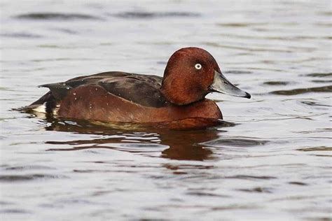 Ferruginous Duck Aythya Nyroca Focusing On Wildlife