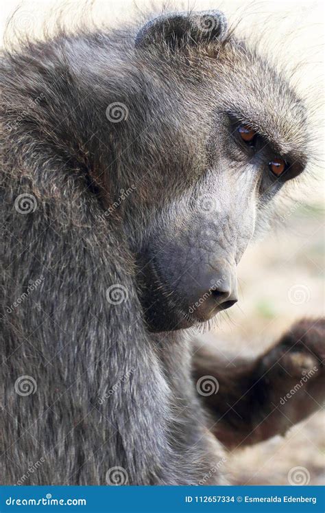 Chacma baboon stock photo. Image of chacma, beautiful - 112657334