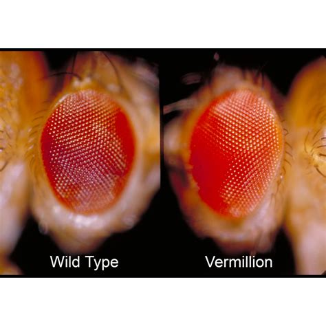 Drosophila Living Vermilion Chromosome 1 Mutant Vial Of 25 30