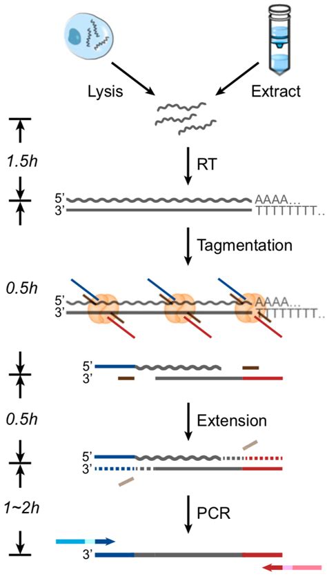 Pnas 一种新的基于tn5转座酶的转录组测序快速建库方法 Biopic网站中文版