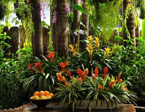 Red Ginger and Bromeliads in Tropical Garden by Robert Gopiao, Manila