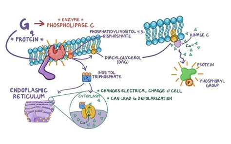 Cell signaling pathways: Video, Causes, & Meaning | Osmosis