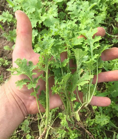 Mustard Greens Feathergreen Culinaris Saatgut F R Lebensmittel