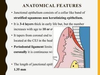 JUNCTIONAL EPITHELIUM | PPT