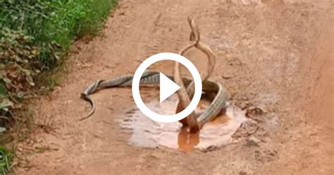 Dan A Do Ventre Cobras Rebolam E Batem Cabe A Entrela Adas Em Po A