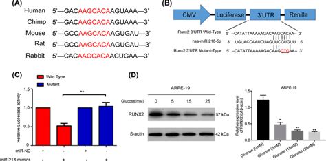 Mir 218 Negatively Regulated Runx2 By Targeted Binding A The