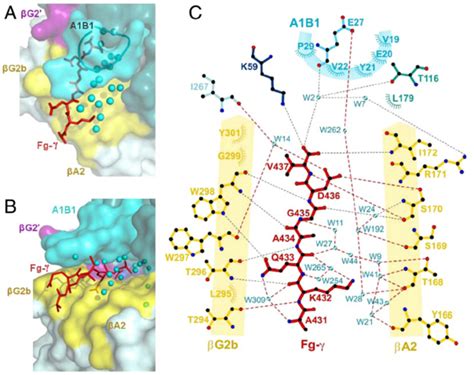 Detailed View Of Peptide Interactions With Nt Als9 2 A View Of The