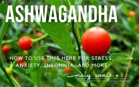 Ashwagandha: Benefits & How to Use - Mary Vance, NC