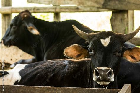 Gado bovino doméstico nome científico Bos taurus é uma espécie de