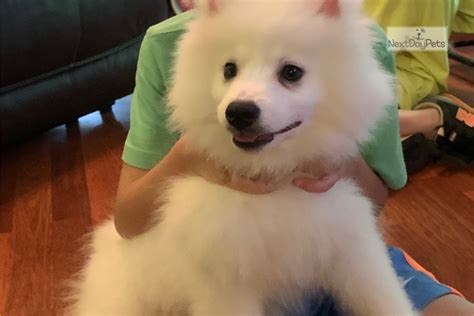 Male Black American Eskimo Dog Puppy For Sale Near Charlotte North