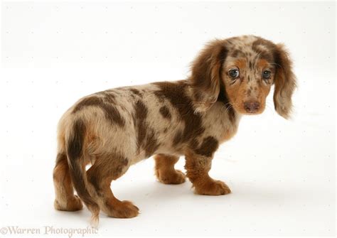 69 Long Hair Dapple Dachshund For Sale Photo Bleumoonproductions