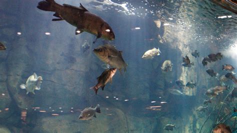 Man arrested after he strips naked, jumps into shop aquarium: Reports