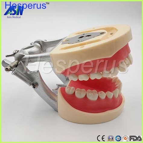 Standard Dental Model With Teeth Dental Study Teeth Model Nissin