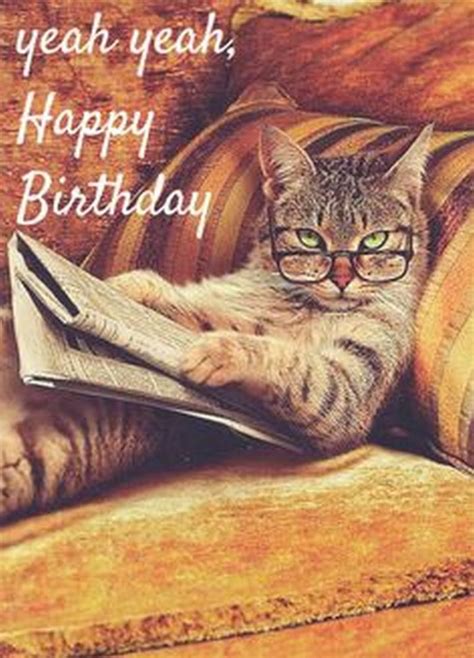 101 Funny Cat Birthday Memes For The Feline Lovers In Your Life