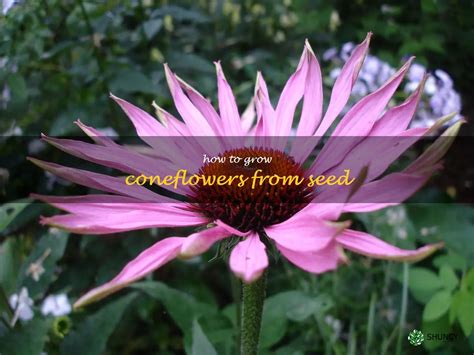 Gardening Planting And Growing Coneflowers From Seeds Shuncy