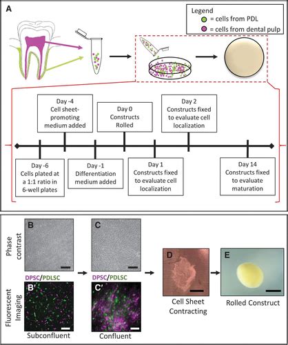 Self Assembly Of Tooth Root Organoid From Postnatal Human Dental Stem