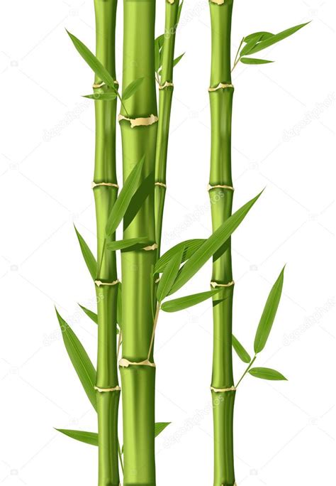 Bamboo Vector Image By Lumumba Vector Stock