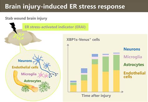 Glia | Neurobiology Journal | Wiley Online Library