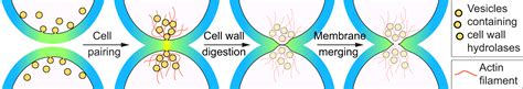 The mechanisms of cell-cell fusion - Department of Molecular and ...