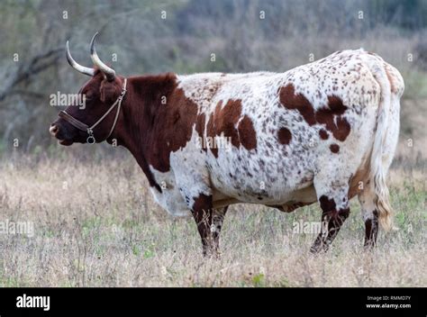 A Texas Longhorn cow in Texas Stock Photo - Alamy