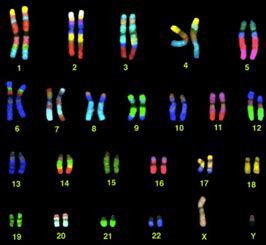 Cytogenetics Flashcards Quizlet